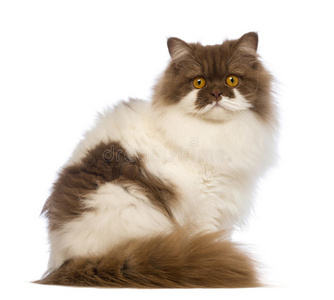 长发的猫科动物图片