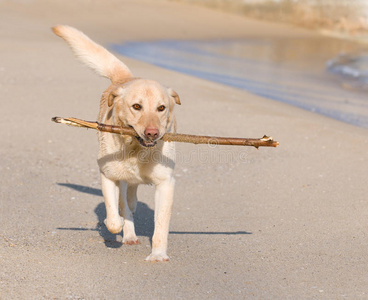 拉布拉多猎犬在海滩上玩耍