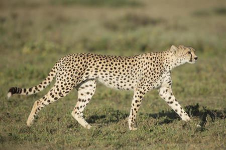 坦桑尼亚的旗子图片