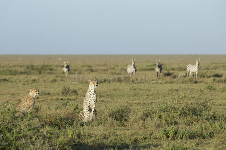 坦桑尼亚成年雌性幼豹