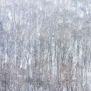 雪林背景