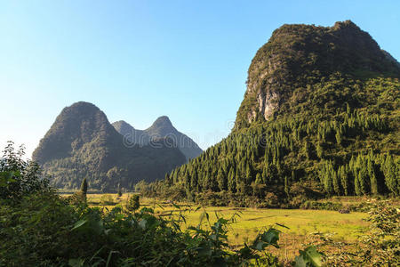 山谷中石灰岩上的树