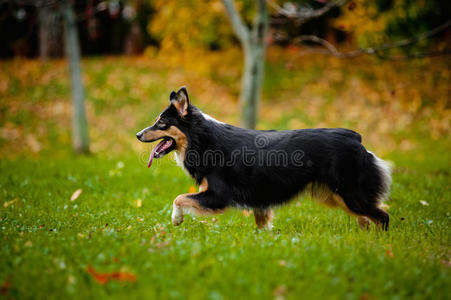 年轻的澳大利亚牧羊犬在秋天散步