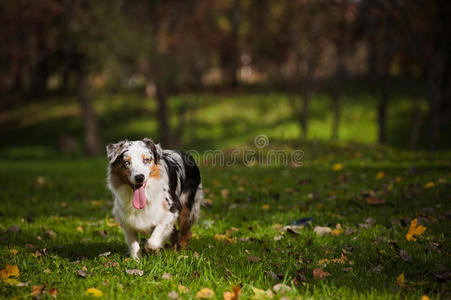 年轻的澳大利亚牧羊犬在秋天散步