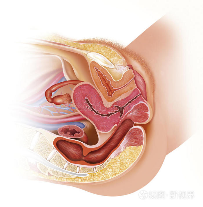 女性生殖道插画 正版商用图片0mokkn 摄图新视界