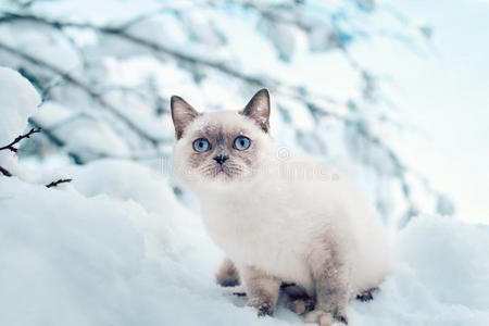 雪地里的猫