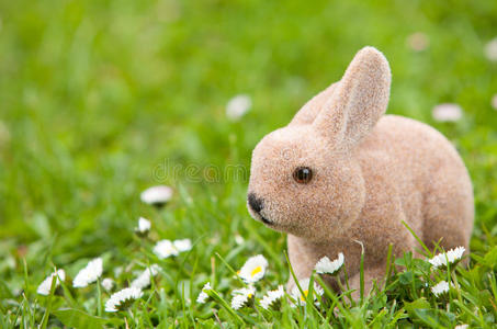 复活节兔子和雏菊