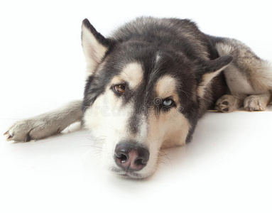 成年雄性哈士奇犬