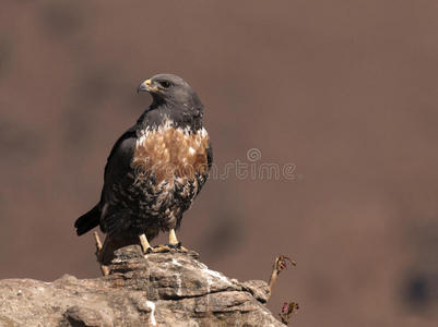 非洲豺秃鹰栖息在岩石上，向旁边看