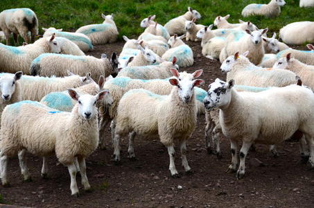农家院子里的羊群图片