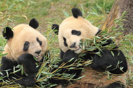 大熊猫照片