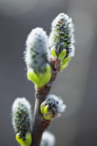 毛茸茸的柳芽