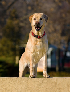 拉布拉多猎犬