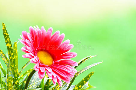 粉红色非洲菊。