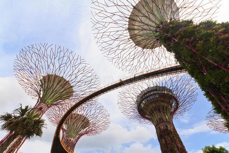 新加坡湾花园中的超级树木