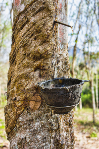 巴西橡胶树树干上的杯状橡胶制品