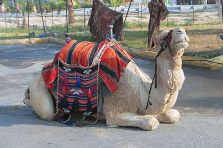 以色列的骆驼