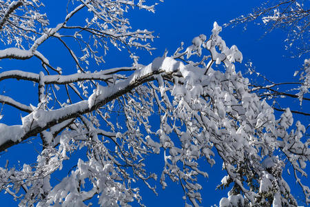 一棵充满雪的树
