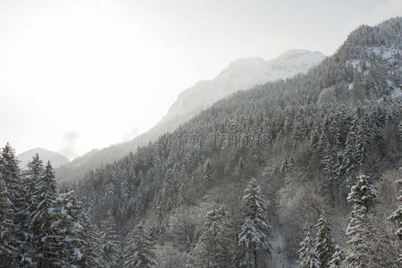 山体 山谷 阿尔卑斯山 小山 巴伐利亚 天空 冷杉 森林
