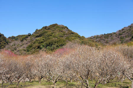 青梅竹林