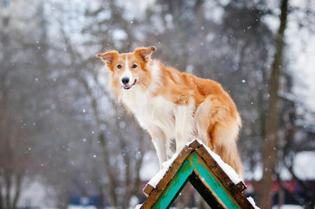 红狗边境牧羊犬冬季训练