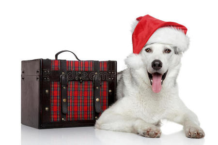 戴着圣诞红帽子的西伯利亚哈士奇狗