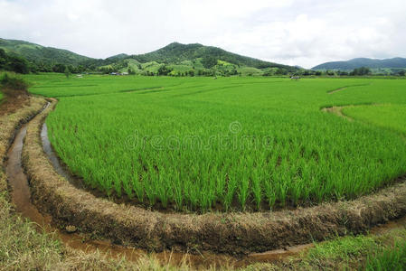 田间水稻