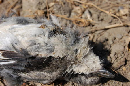 火灾鸟死亡图片