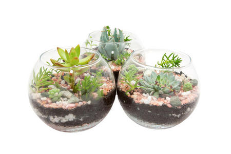 三个带植物的透明玻璃壶