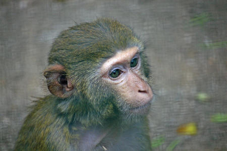 一只眼睛明亮的猴子悲伤的脸