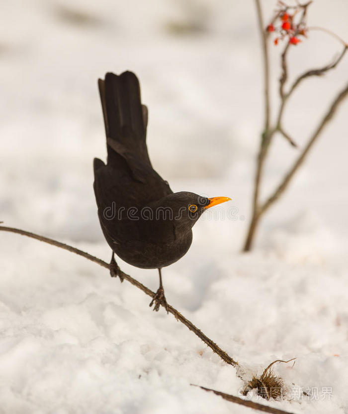 雪鸟视频素材网站大全_雪鸟简介