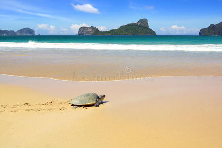 海龟海滩图片