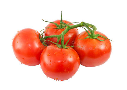带水滴的熟番茄藤图片