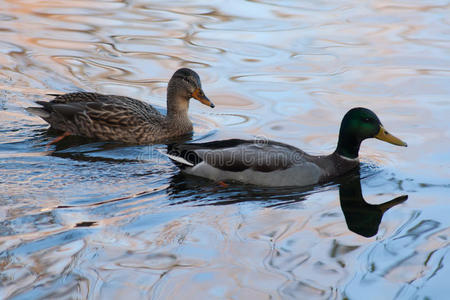 池塘里的两只鸭子