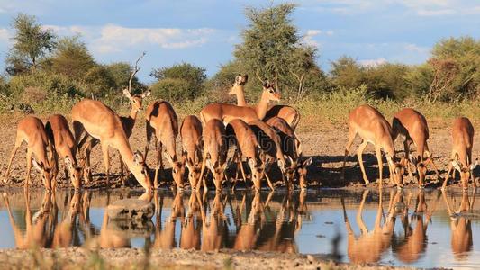 非洲野生动物黑斑羚家庭反思