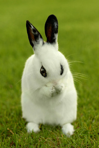 户外草地上的白兔