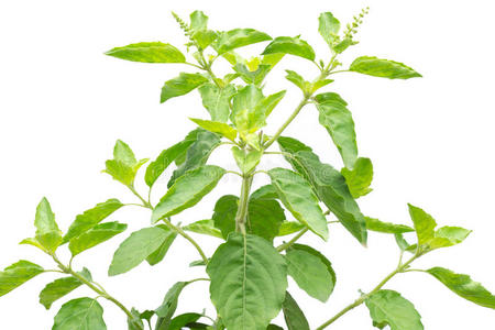 大蒜和香料在黑色的垃圾背景成分意大利面条与大蒜番茄和罗勒叶分离