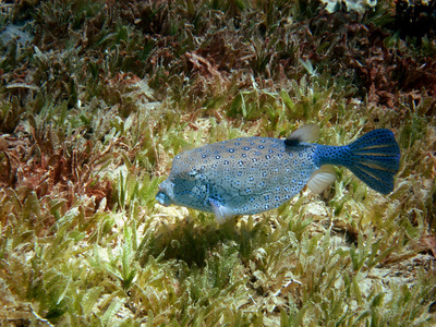 海草河豚