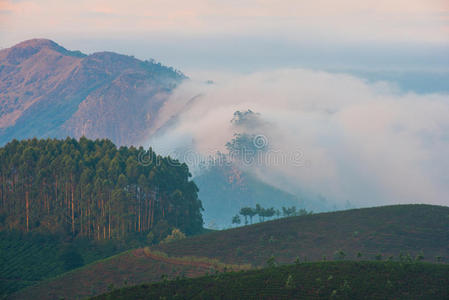印度黎明前雾霾中的风景茶园和山脉