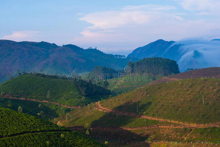 在黎明前的薄雾中，有茶园和山脉的美丽风景