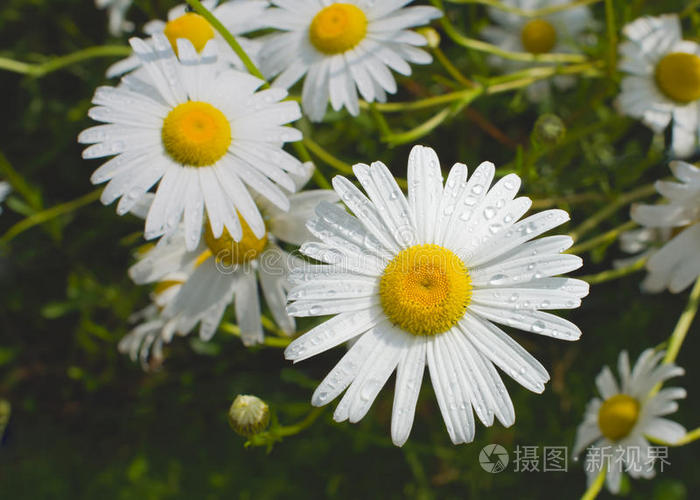 绿草地上的大甘菊照片-正版商用图片0mqm1e-摄图新视界