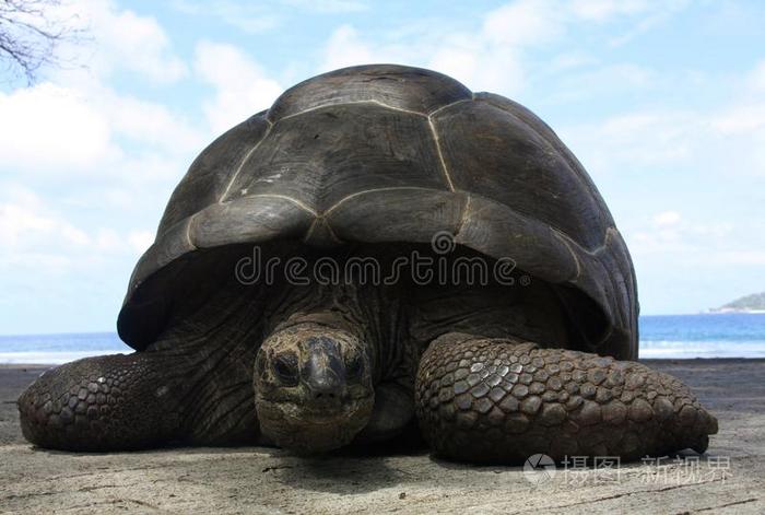 塞舌尔巨龟图片