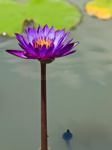 池塘里紫丁香的水