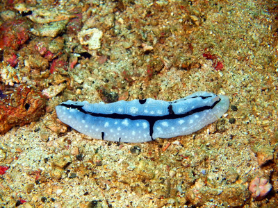 菲律宾海的海蛞蝓