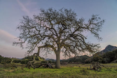 橡树 马里布 公园 风景 加利福尼亚 自然 状态 居住 小溪