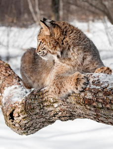 山猫lynx rufus侧面坐在树枝上