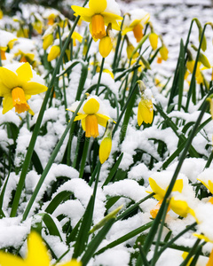 雪地黄水仙花