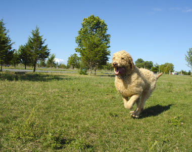 在公园里奔跑的拉布拉多犬