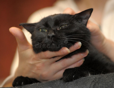 跳跃的黑猫图片