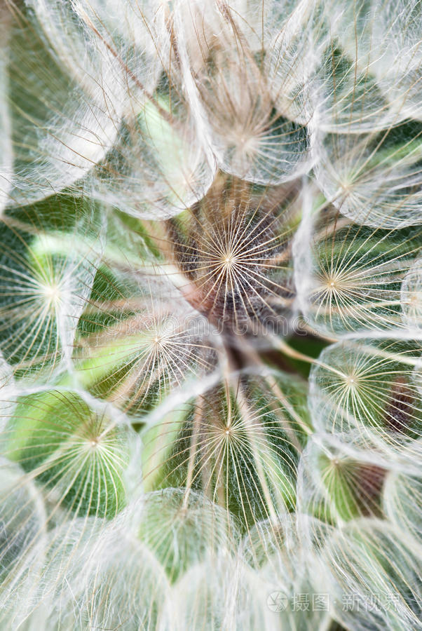 巨大的蒲公英花降落伞